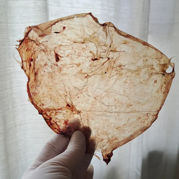 Alquimia de Placenta - Image 3